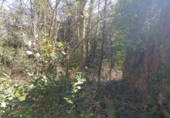 Non-developable land for sale in Osor ref: TR73697 photo