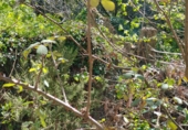 Non-developable land for sale in Osor ref: TR73697 photo