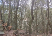 Non-developable land for sale in Osor ref: TR73697 photo