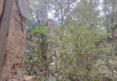 Non-developable land for sale in Osor ref: TR73697 photo