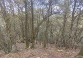 Non-developable land for sale in Osor ref: TR73697 photo