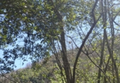 Non-developable land for sale in Osor ref: TR73697 photo