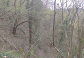 Non-developable land for sale in Osor ref: TR73697 photo