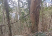 Non-developable land for sale in Osor ref: TR73697 photo