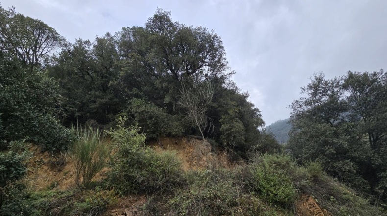 Girona - Osor - 23641m2