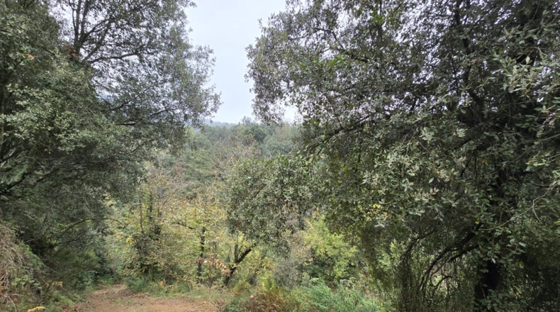 Girona - Osor - 23641m2