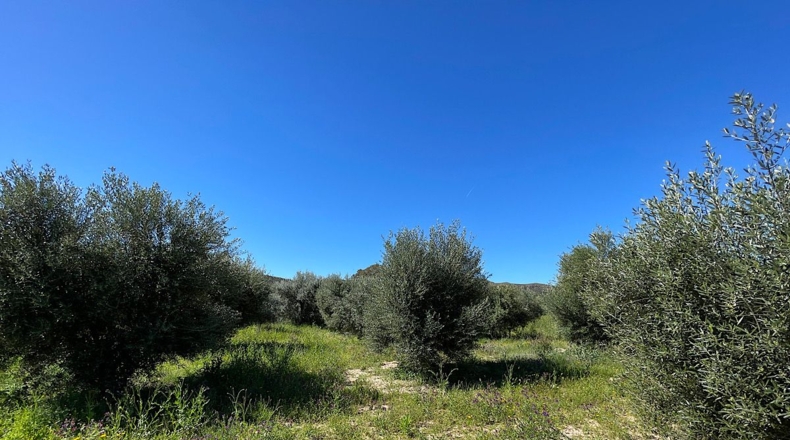 Almería - Sorbas - 39000m2