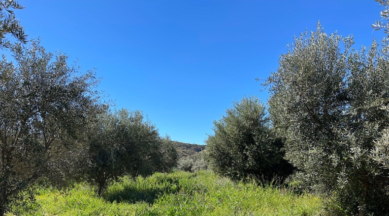 Almería - Sorbas - 39000m2