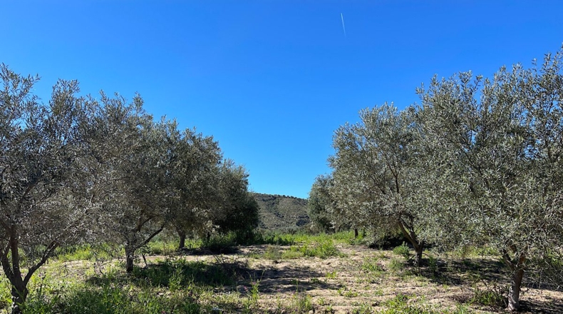 Almería - Sorbas - 39000m2
