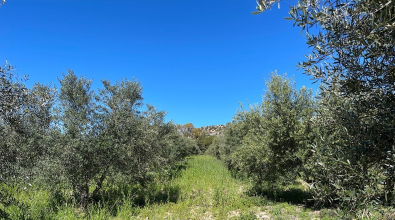 Almería - Sorbas - 39000m2