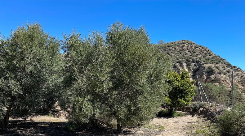 Almería - Sorbas - 39000m2