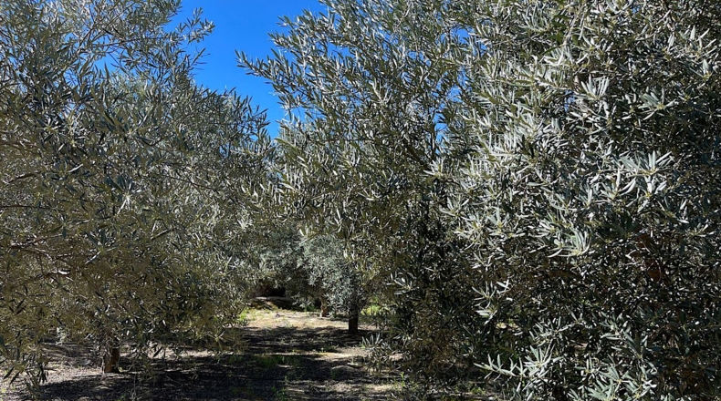 Almería - Sorbas - 39000m2