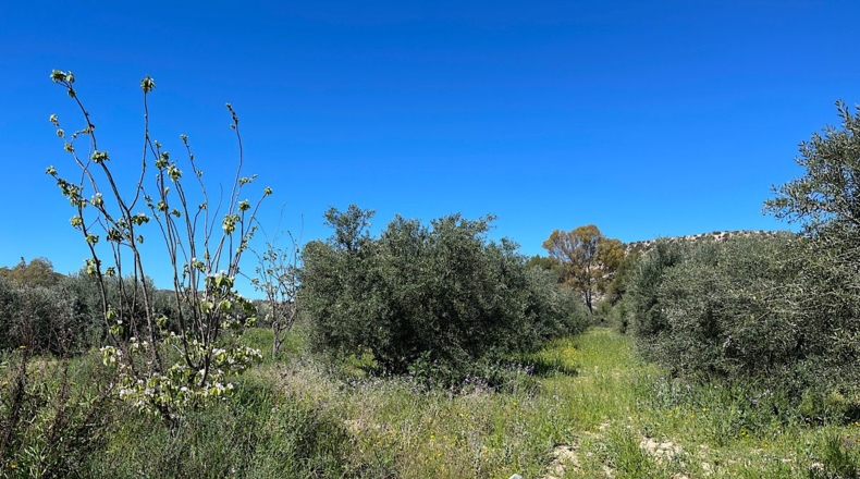 Almería - Sorbas - 39000m2
