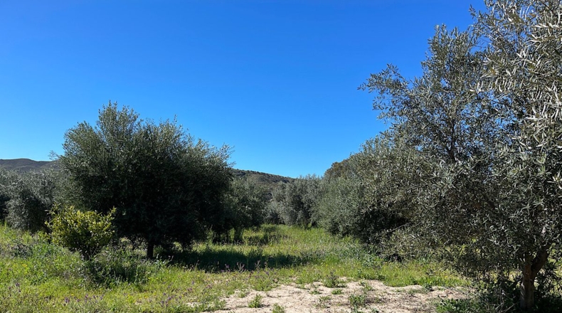 Almería - Sorbas - 39000m2