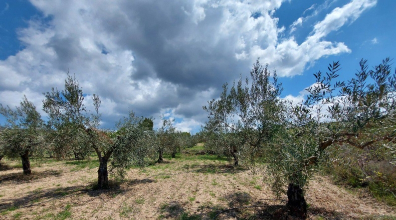Almería - La Mela - 4443m2