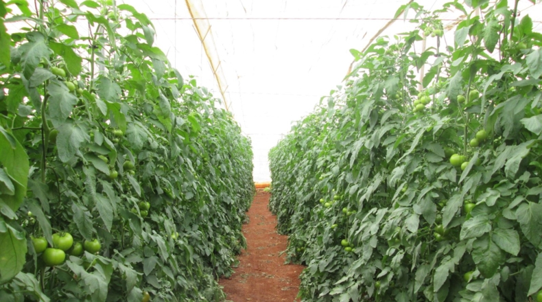 Almería - Tabernas - 130000m2