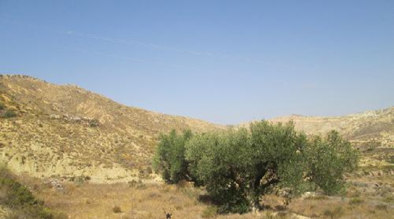 Almería - Mizala - 100000m2