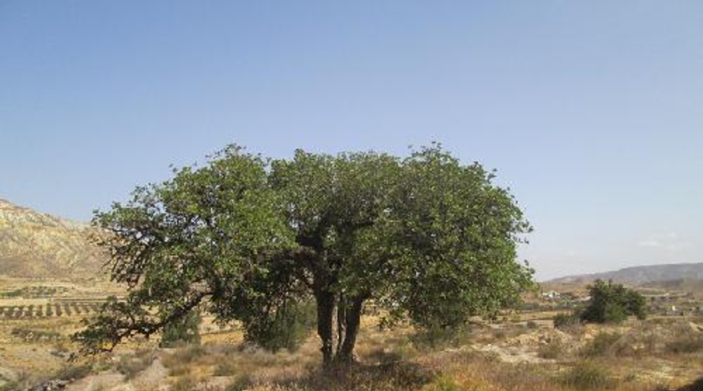 Almería - Mizala - 100000m2