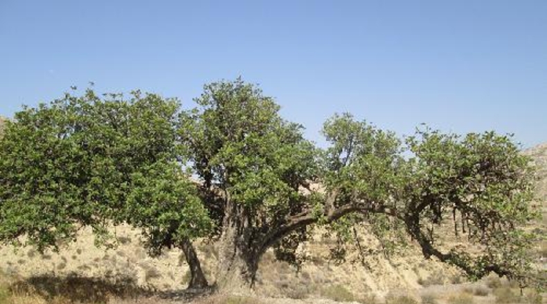Almería - Mizala - 100000m2