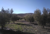 Casa de camp amb terreny en venda a la España, Senés, ref.: TR17261 foto