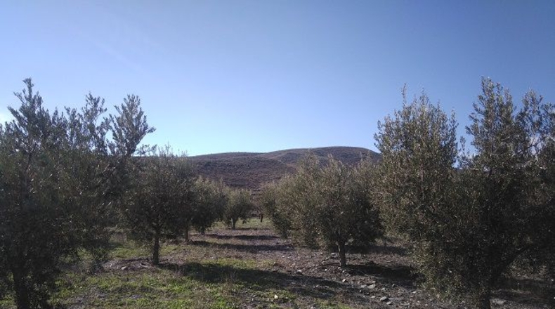 Almería - Senés - 10565m2