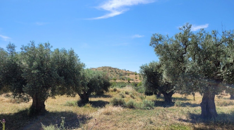 Almería - El Puntal - 8000m2