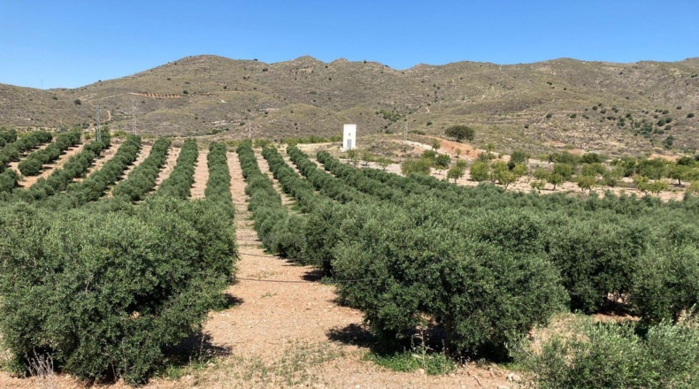 Almería - Uleila del Campo - 36619m2