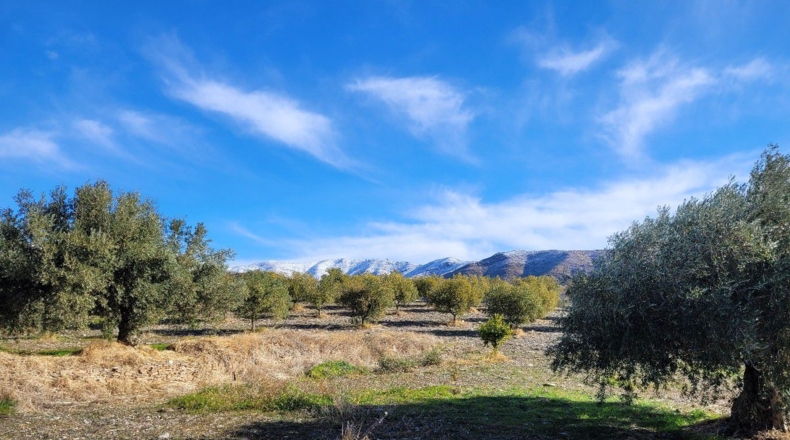 Almería - Uleila del Campo - 14728m2
