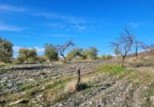 Casa de camp amb terreny en venda a la España, Uleila del Campo, ref.: TR70401 foto