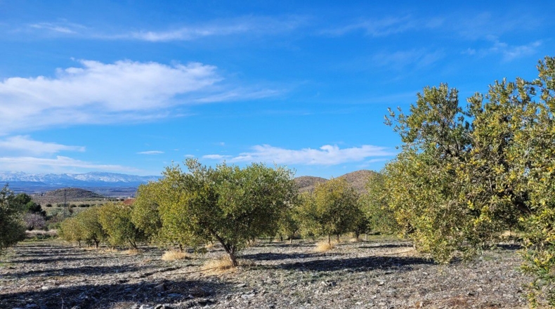 Almería - Uleila del Campo - 14728m2