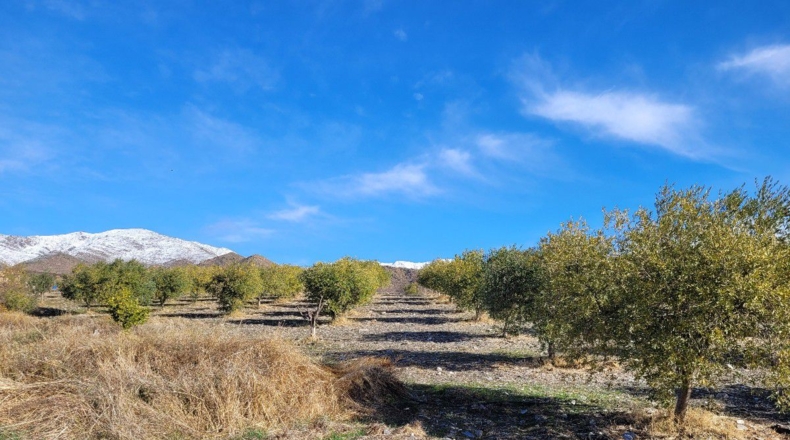 Almería - Uleila del Campo - 14728m2