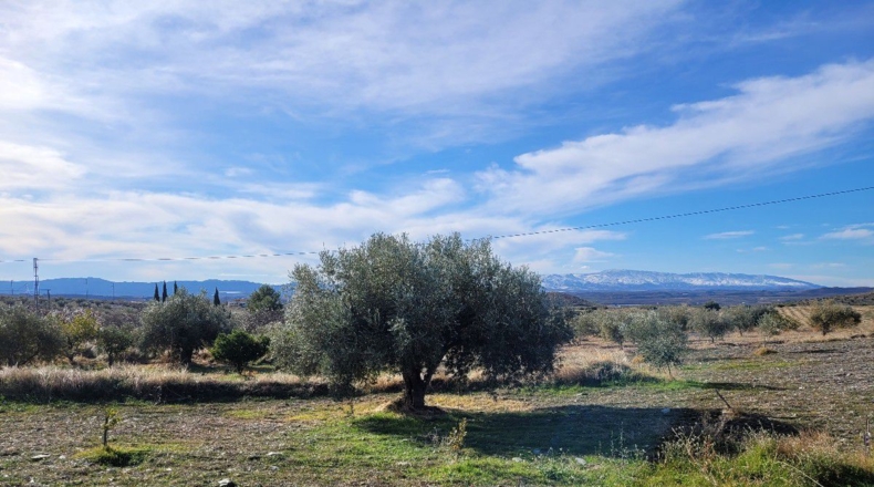 Almería - Uleila del Campo - 14728m2