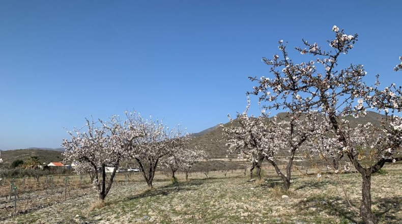 Almería - Uleila del Campo - 14728m2