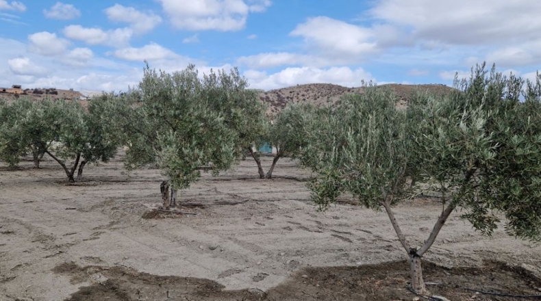 Almería - Tabernas - 6700m2