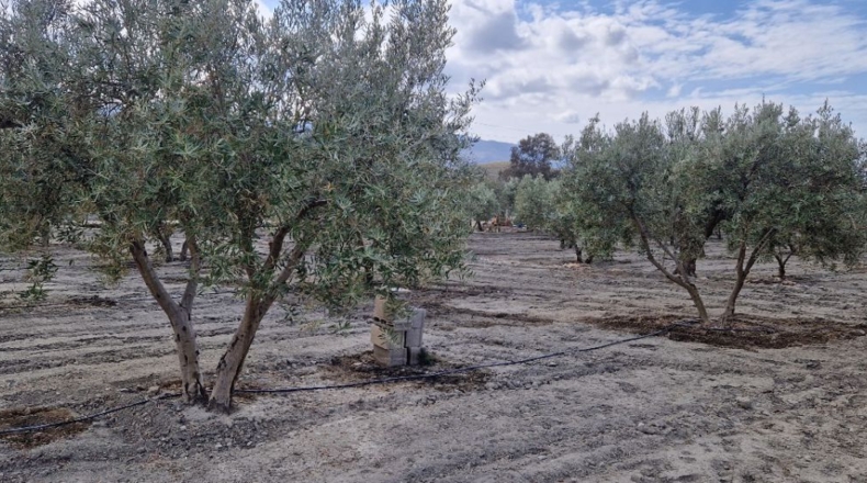 Almería - Tabernas - 6700m2
