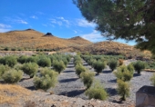 Casa de camp amb terreny en venda a la España, Senés, ref.: TR76183 foto