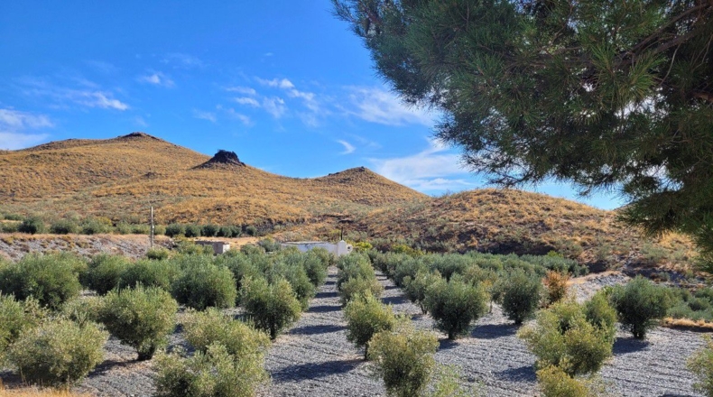 Almería - Senés - 104000m2
