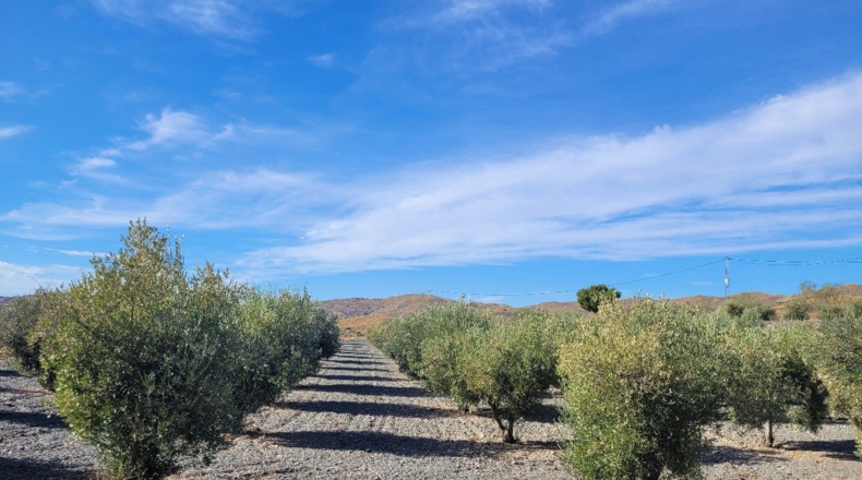 Almería - Senés - 104000m2