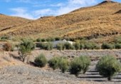 Casa de camp amb terreny en venda a la España, Senés, ref.: TR76183 foto