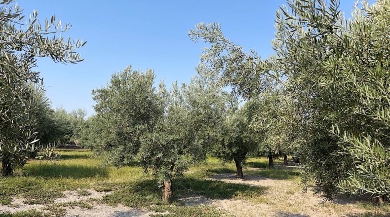 Almería - Tabernas - 14500m2