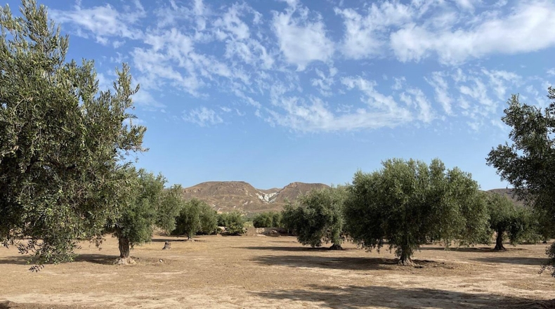 Альмерия - Tabernas - 10000m2