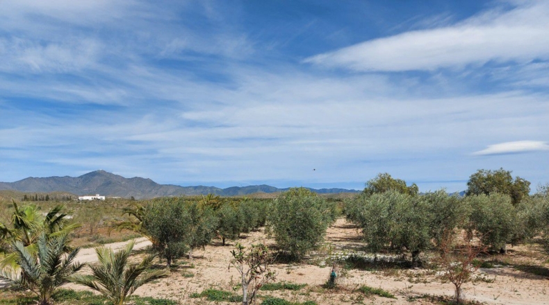 Almería - Uleila del Campo - 10000m2