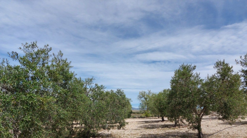 Almería - Uleila del Campo - 10000m2