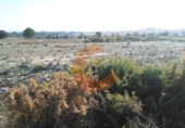 Terreno no urbanizable en venta en Sant Jaume dels Domenys ref: TR32719 foto