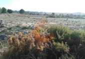 Terreno no urbanizable en venta en Sant Jaume dels Domenys ref: TR32719 foto