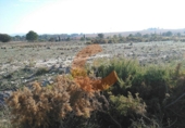 Terreno no urbanizable en venta en Sant Jaume dels Domenys ref: TR32719 foto