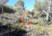 Non-developable land for sale in la Bisbal del Penedès ref: TR32717 photo
