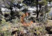 Non-developable land for sale in la Bisbal del Penedès ref: TR32717 photo