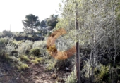 Non-developable land for sale in la Bisbal del Penedès ref: TR32717 photo