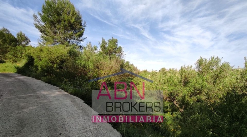 Valencia - Adzaneta de Albaida - 10873m2
